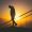 A silhouette of a young male walking on the staircase behind stair rails with beautiful sunset view in the background